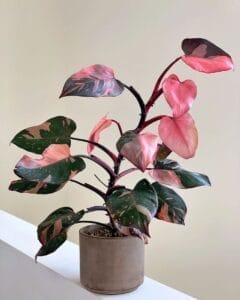 Philodendron Pink Princess Care Tips