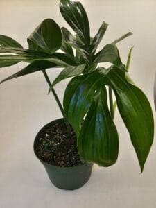 Philodendron Rhaphidophora Decursiva in 6 growers pot