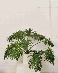 Philodendron Selloum Lacy Tree Philodendrons Care Guide Green Thumb Revival