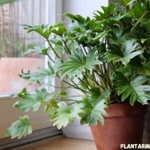 Philodendron xanadu