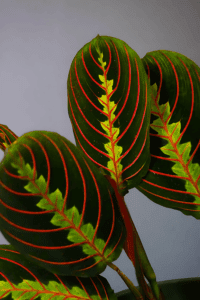 Buy Red Maranta Plant Online in the USA