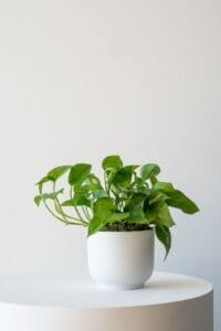 Cascading Pothos Medium