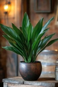 best indoor plants