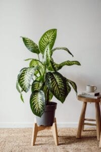 best indoor plants