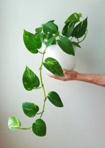 Everything About Growing Pothos Indoors Pothos Care Tips in Home