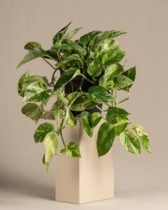 Grosse Efeutute Marble Queen ohne Ubertopf