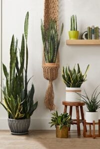 How to Grow and Care for Snake Plant