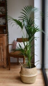 best indoor plants