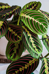 Maranta Leuconeura Plant Care Guide