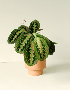 Maranta Leuconeura var erythroneura M