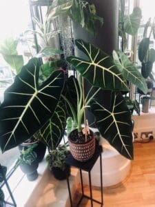 best indoor plants