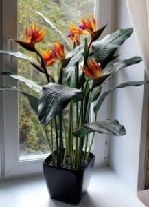 best indoor plants