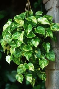 Pothos Epipremnum aureum 1