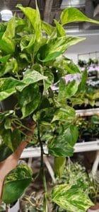 best indoor plants