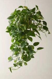 Pothos Plant