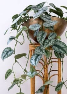 best indoor plants