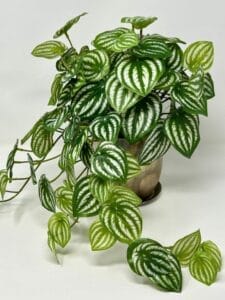 12 Artificial Trailing WATERMELON PEPEROMIA potted in 5 inch Silver Metal Planter