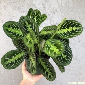 4 Lemon Lime Maranta easy care indoor pet friendly plant