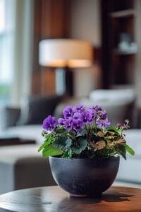 African Violet Pots How To Use For Optimal Plant Health