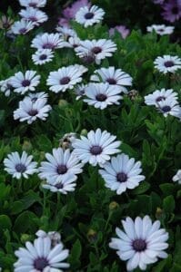 Akila White African Daisy Osteospermum ecklonis Akila White at Pender Pines Garden Center