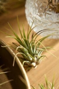 Assorted Air Plants Pack of 25