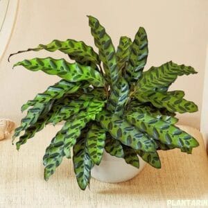 Calathea Rattlesnake 2023 Plant of the Year Petal Talk