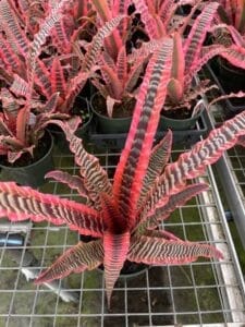 Cryptanthus Elaine Earth Star Bromeliads