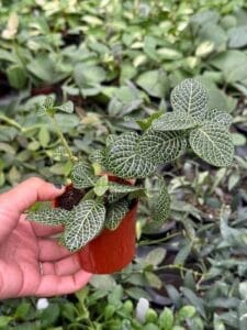 Fittonia White Nerve Plant 2 Pot Starter Plant Must Buy 2 Plants