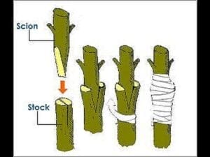 Plant Propagation Technique