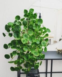 How to Grow a Bushier Chinese Money Plant