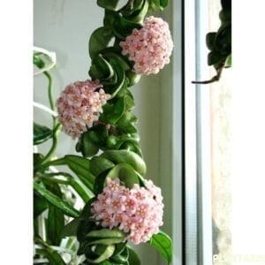 Hoya compacta Indian Rope