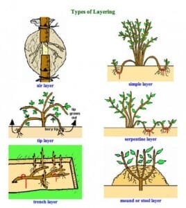 Plant Propagation Technique