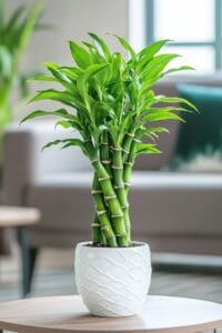 lucky plants that bring money