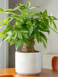 lucky plants that bring money