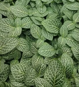 Mini White Fittonia albivenis verschaffeltii Plastic Nursery Pot