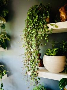 Peperomia Ruby Cascade Peperomia Ruby Glow Live Hanging Plant house Plantindoor PlantHanging Succulentrare hanging plant