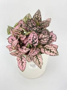 Pink Polka Dot Plant Hypoestes Phyllostachya