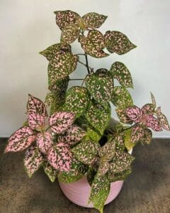 Plant FAQs Polka Dot Plant Hypoestes Phyllostachya