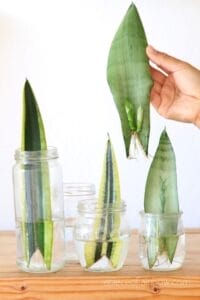 Propagate Sansevieria Snake Plant 3 Straightforward Methods