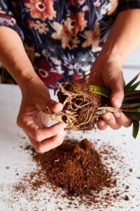 Repotting Your Plant