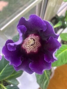 SEEDS KT Night Symphony gloxinia seeds 20 seeds