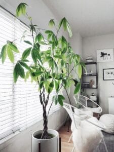 This Plant could make you Rich 5 Facts about the Money Tree